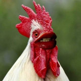 ChickenLips79