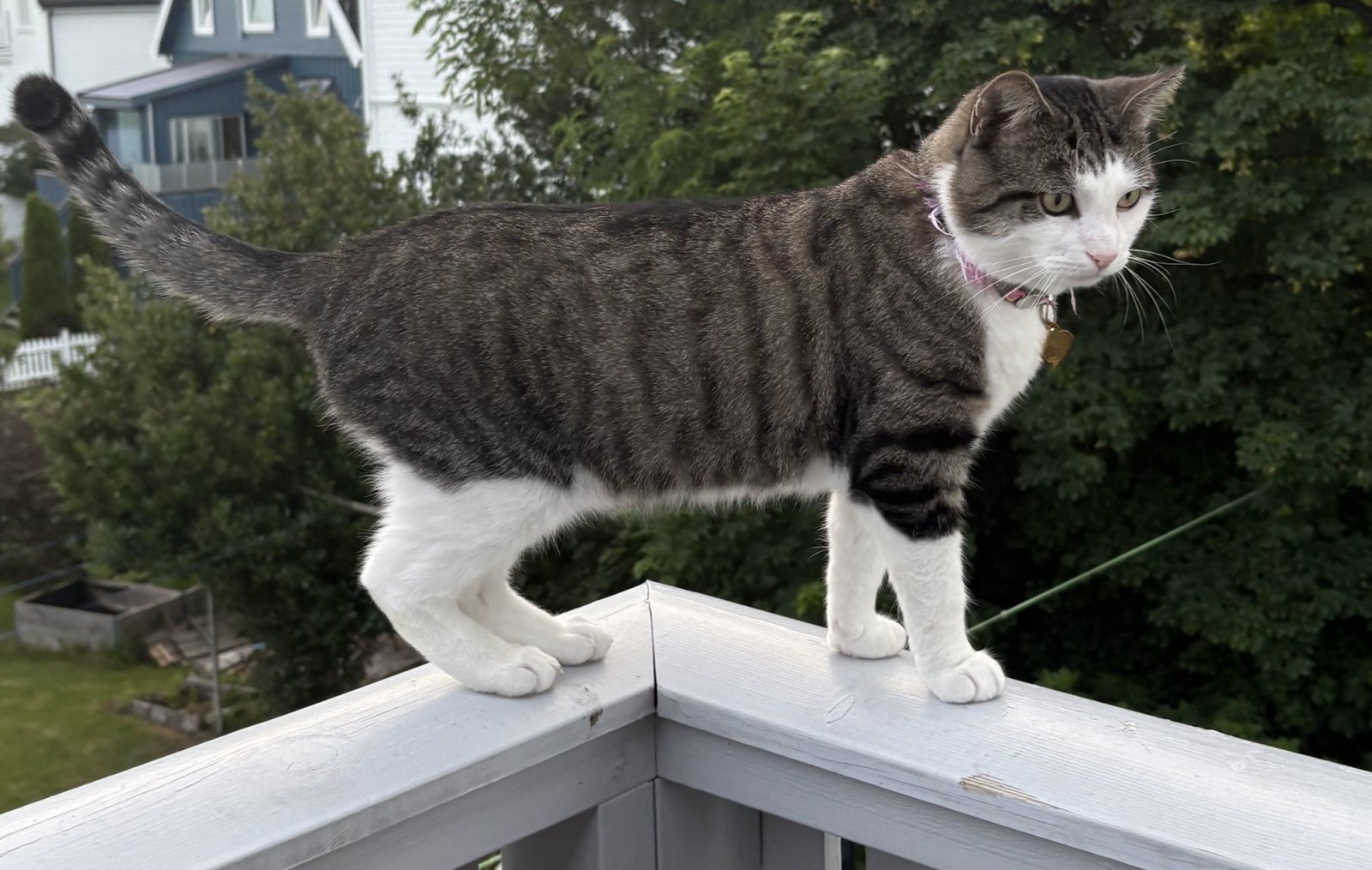 Sven is an inside kitty, but likes the view and listen to birds from the balcony.