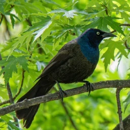 Birds
