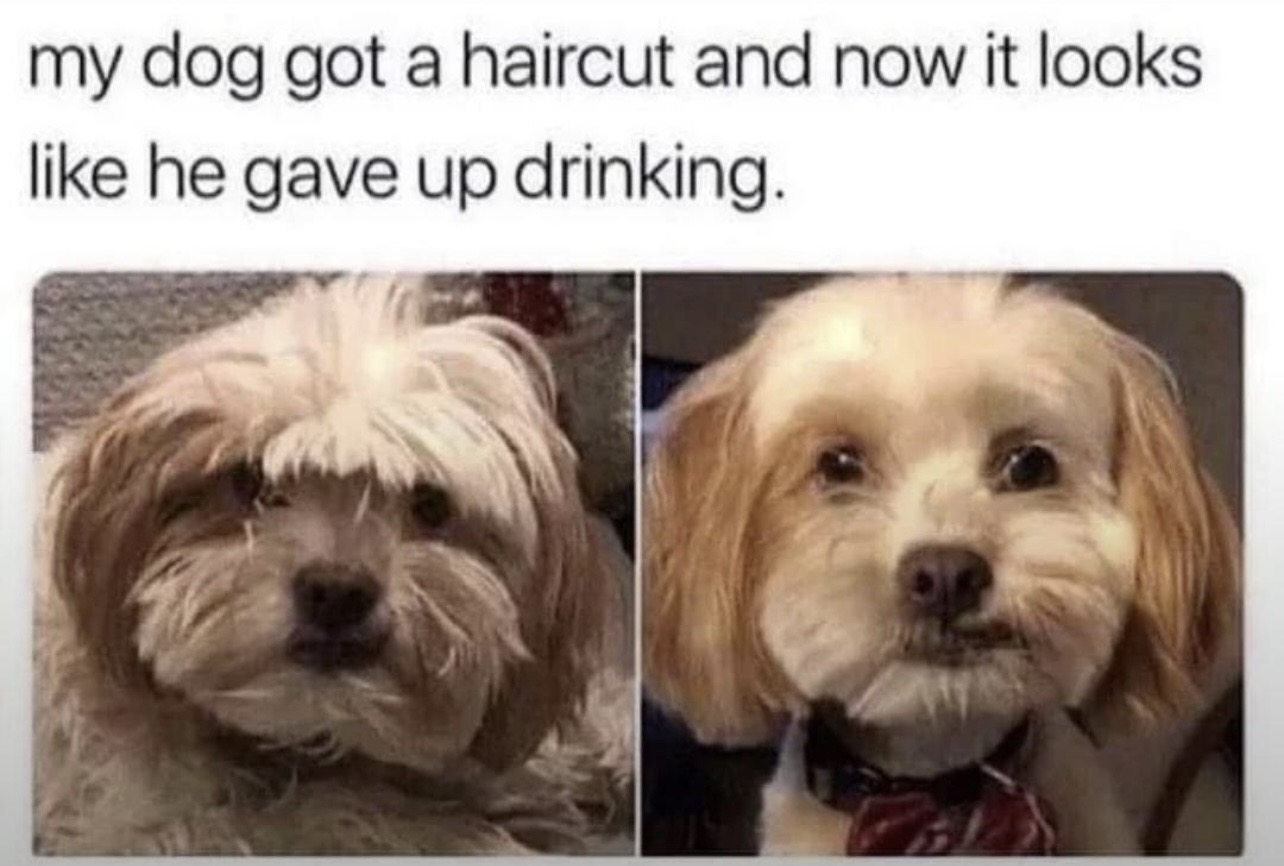 Dog after haircut