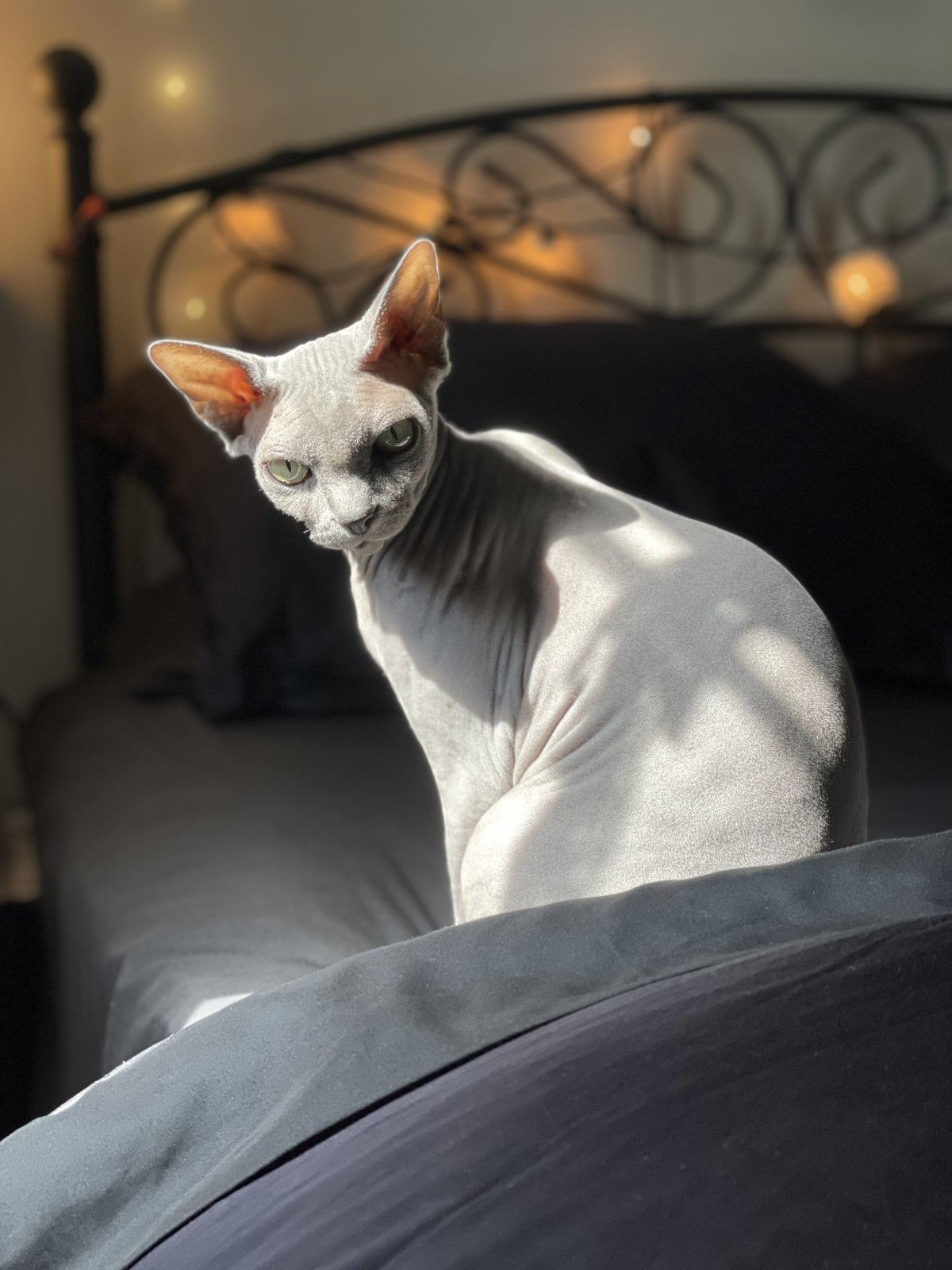 …aka Fluffy, aka The Grey Wonder.