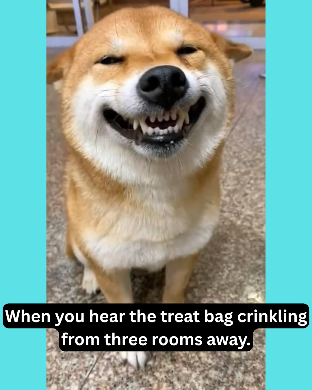 A cute naughty HUNGRY dog .
