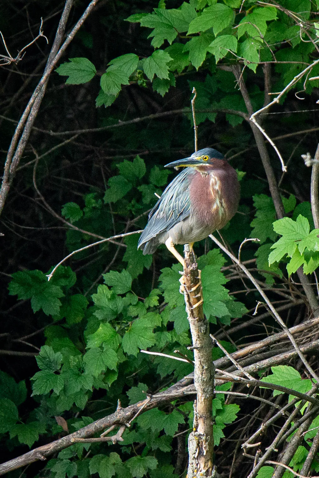 Green Heron