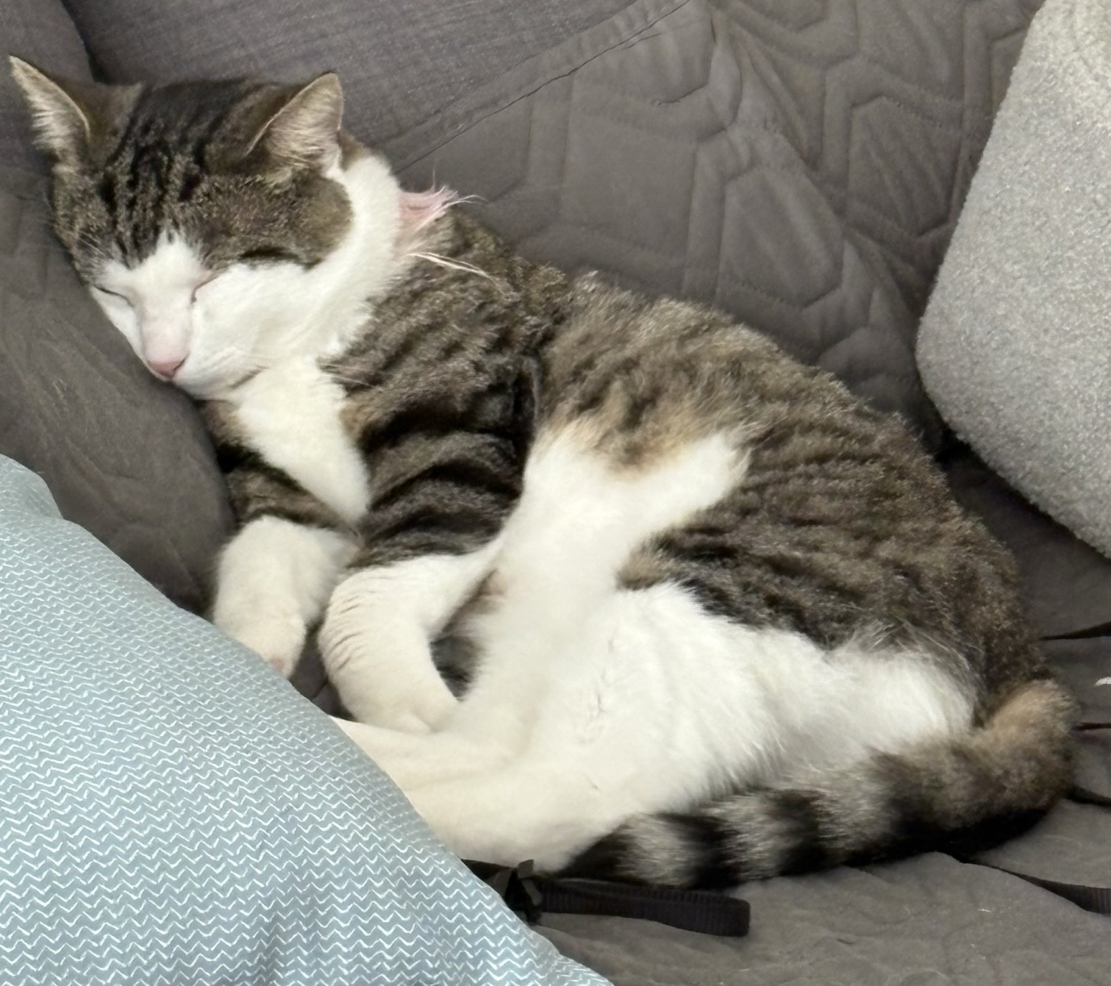 Photo of a cat sleeping cutely
