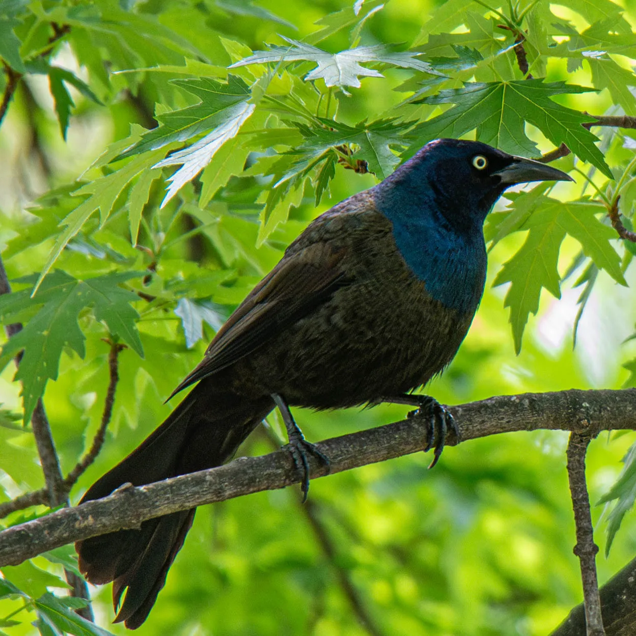 The Common Grackle