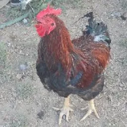 Chickens