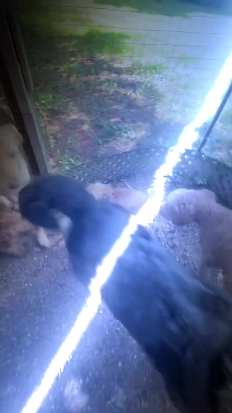 TikTok by Oshawa Dog Club