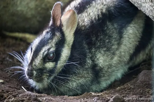 Sumatran Striped Rabbit (Photo credit Pierre de Chabanne)