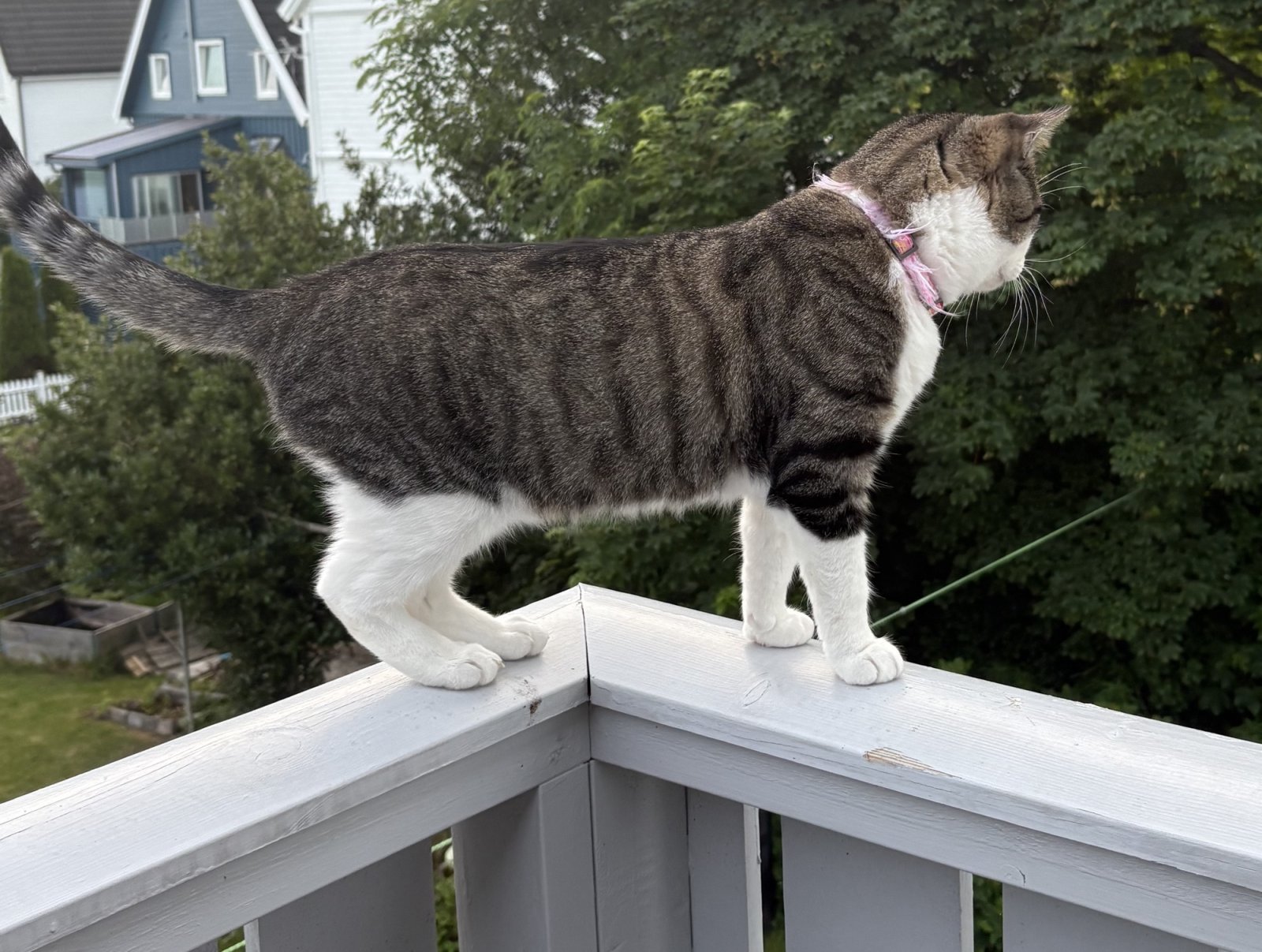 Sven is an inside kitty, but likes the view and listen to birds from the balcony.