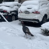 livelymonkey9475's avatar