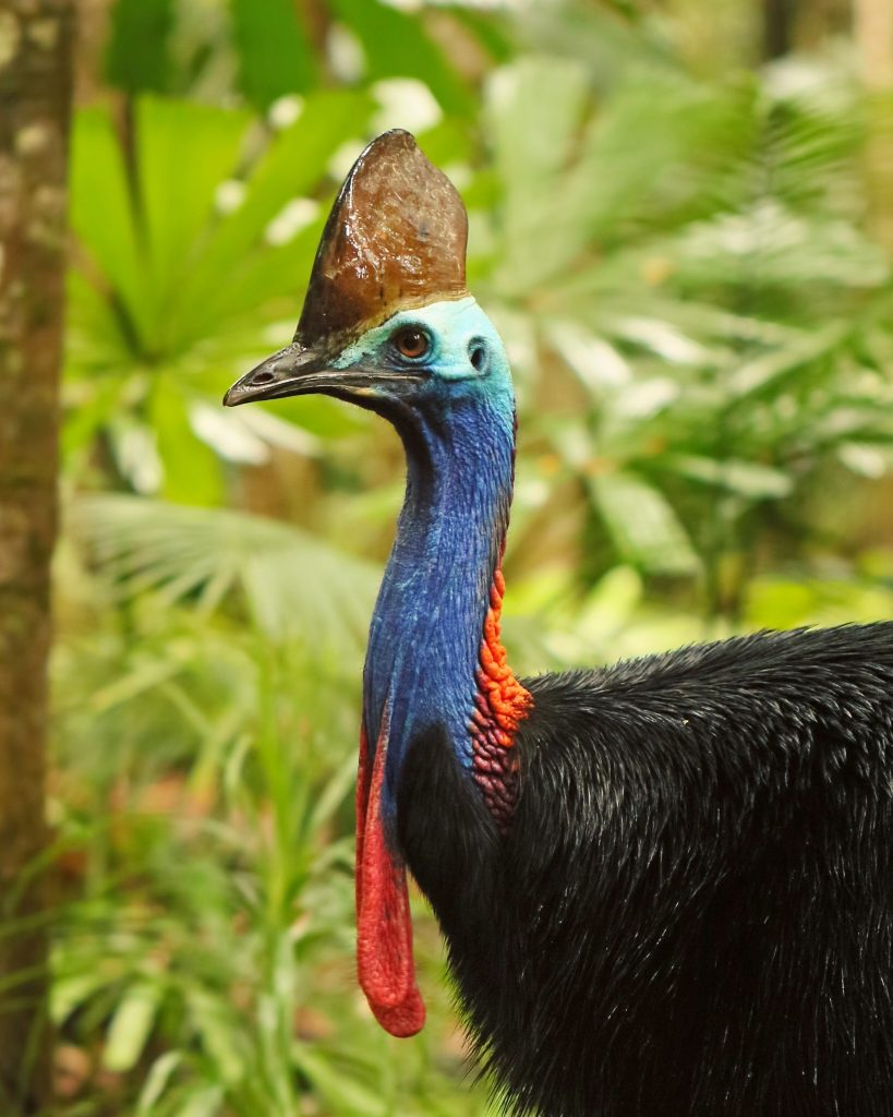 Cassowary (Casuarius)