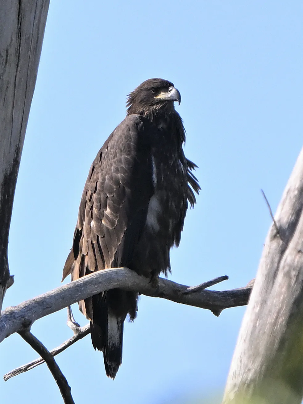A juvenile bald eagle hangin' at the lake!