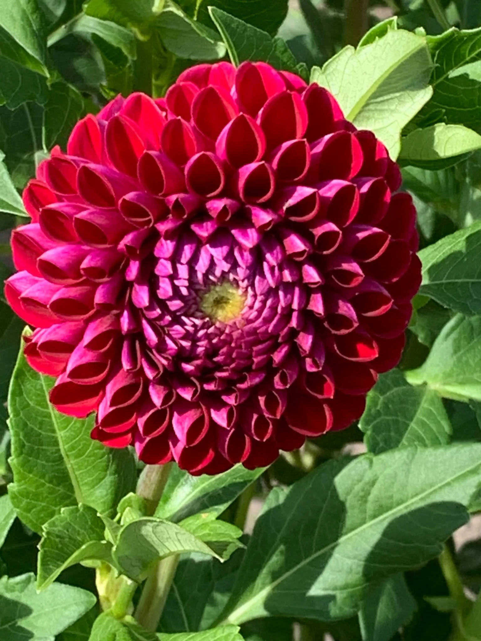 Dahlia, reddish with a yellow center.