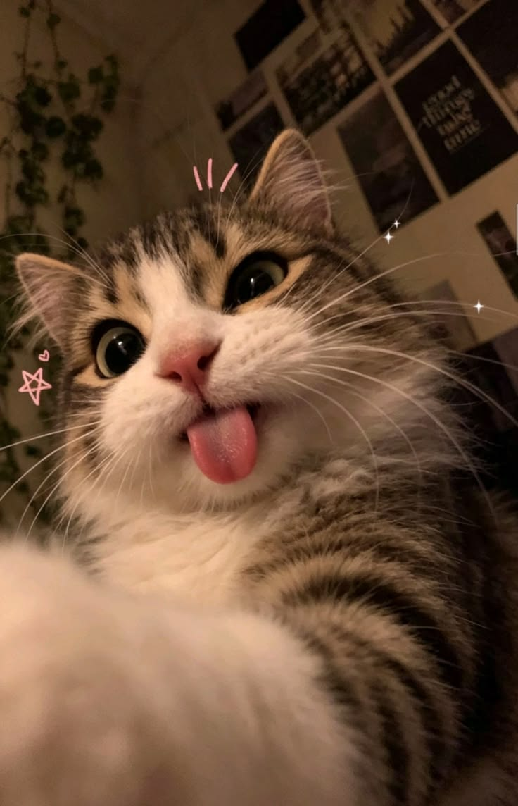 Silly selfie cat