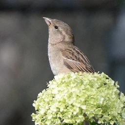 Decorama