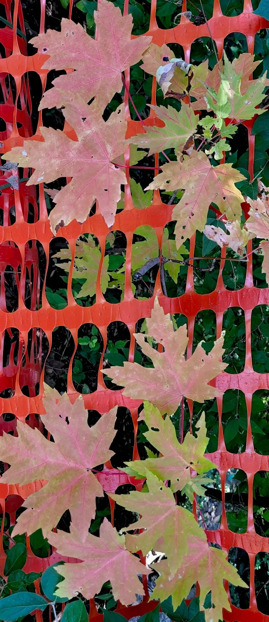 Leaves grown through and changing color on caution fence.&nbsp;