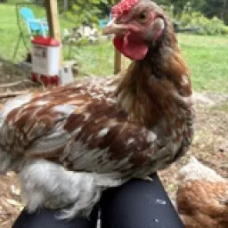 motherclucker's avatar