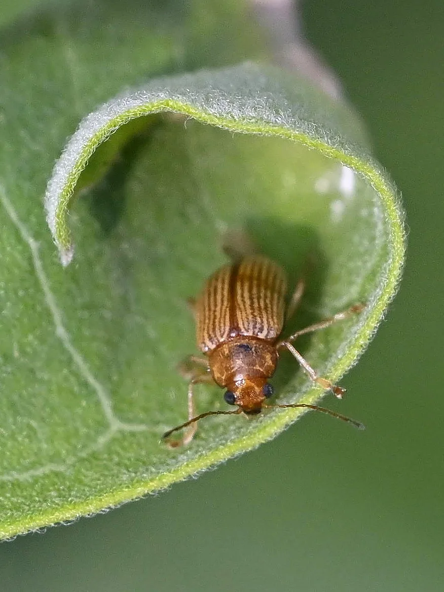A little beetle hangin' in his leaf. :). A little macro action with my Loawa 100mm!
