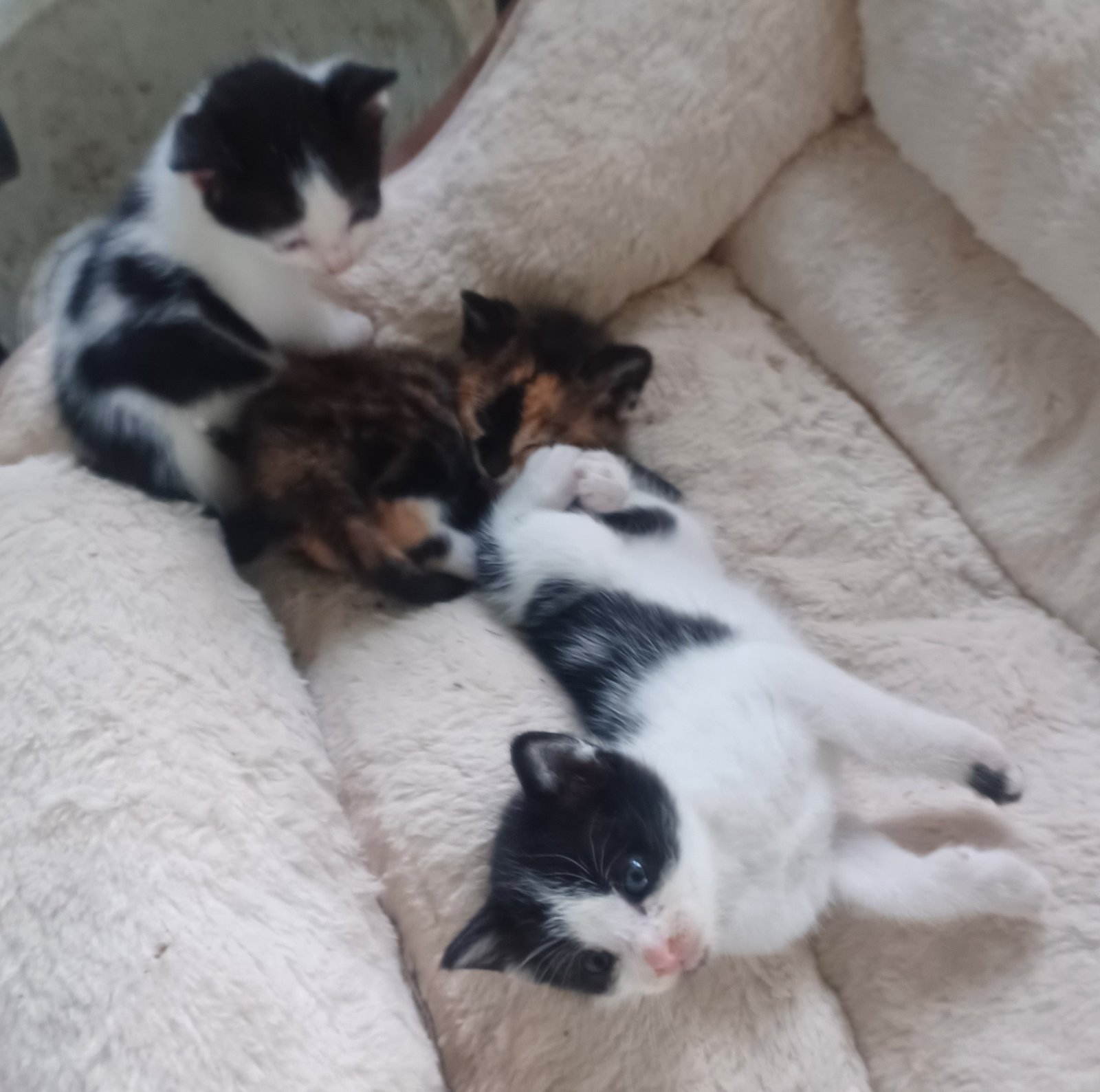 It's just so darn cute. How can you not be obsessed? Maybe I should track you down and leave you some more. I have plenty to spare š. One black one like yours and more that look like these.