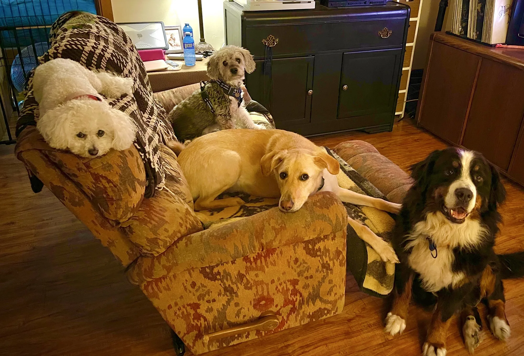 Lexie, Barney, Frankie, and Dolly