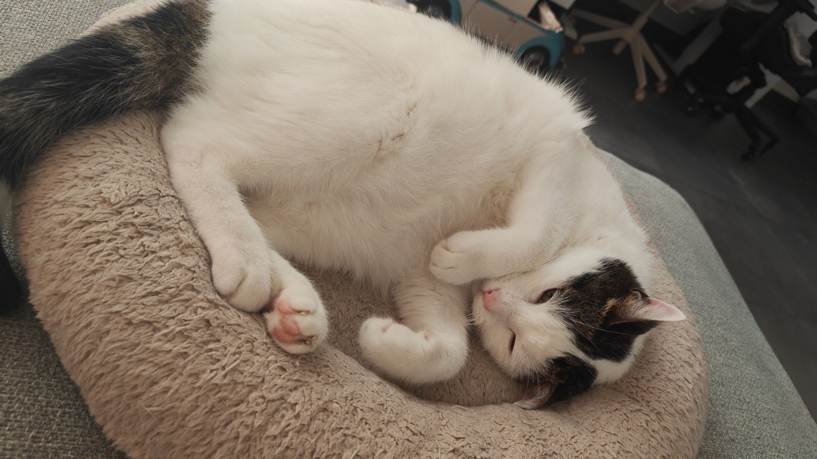 Cat laying in a cat bed being cute