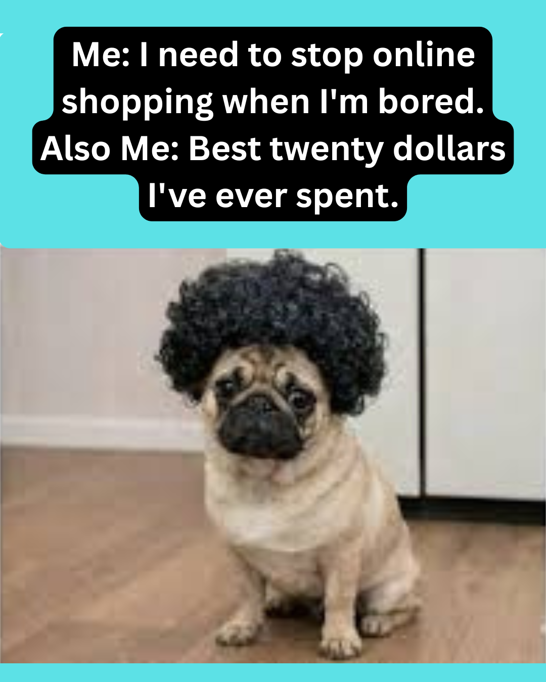 Cute but confused PUG&nbsp;