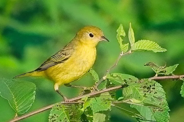 Yellow Warbler