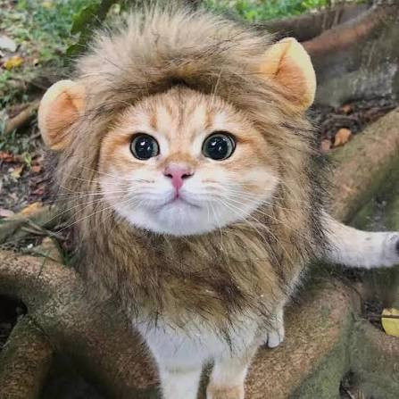 Tiny cat lions