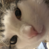 SvenTheCat