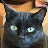 LuluBat
