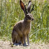 rabbitpix