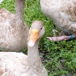 RaisingGeese community icon