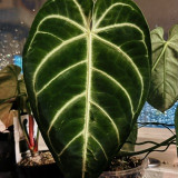 plants community icon