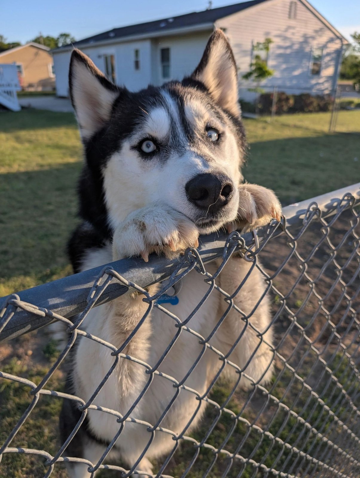I see this dude every time I go for a walk - /c/aww