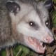 TheRedditBanQueen's avatar
