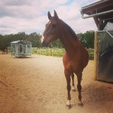 horselovers