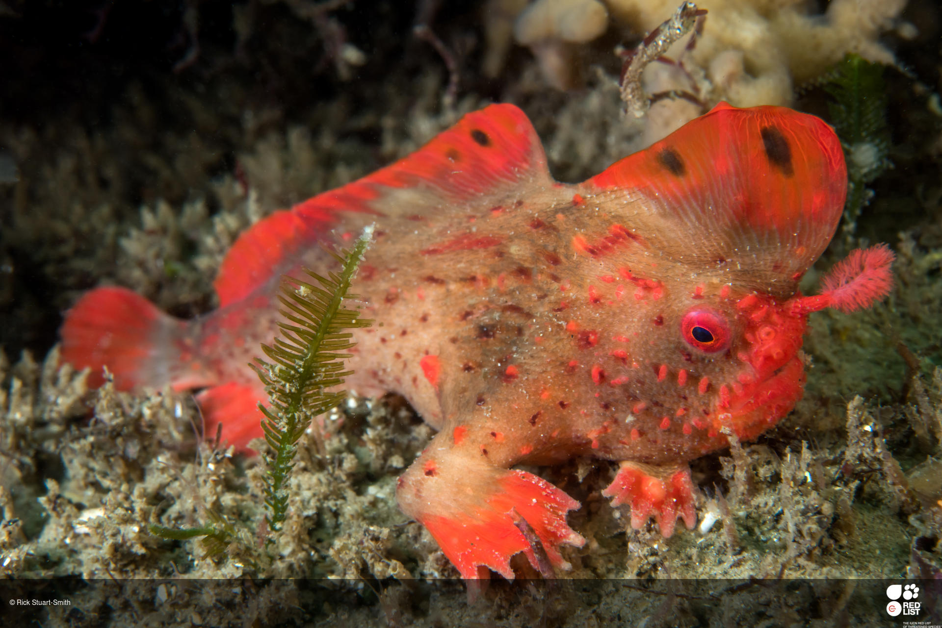 Photo Credit: © Rick Stuart-Smith | Thymichthys politus