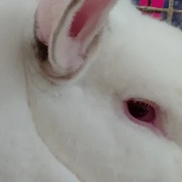 PetRabbits community icon