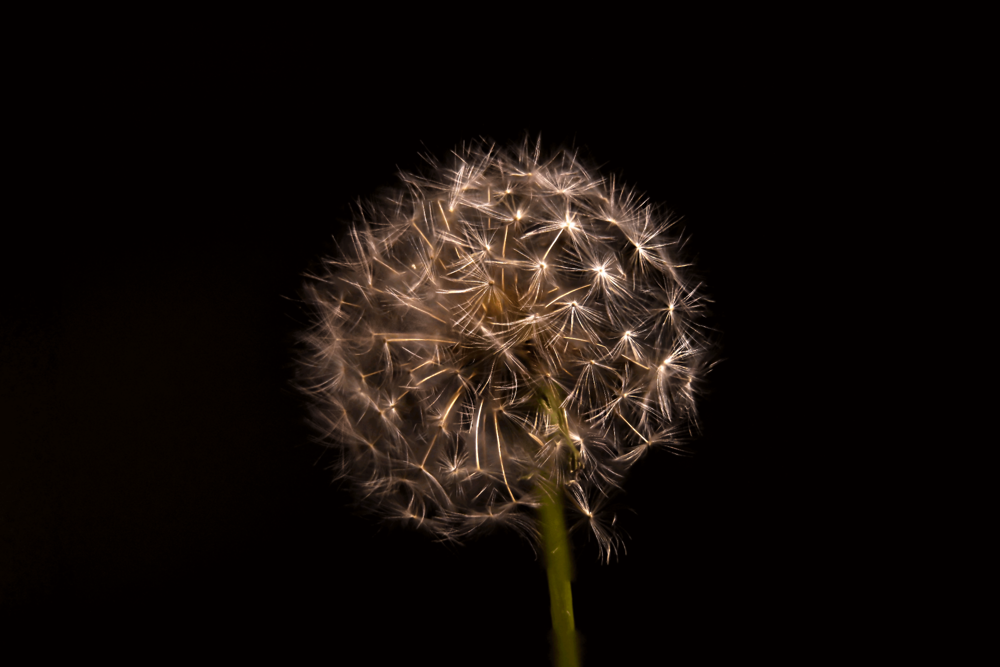 Dandelion study.&nbsp;