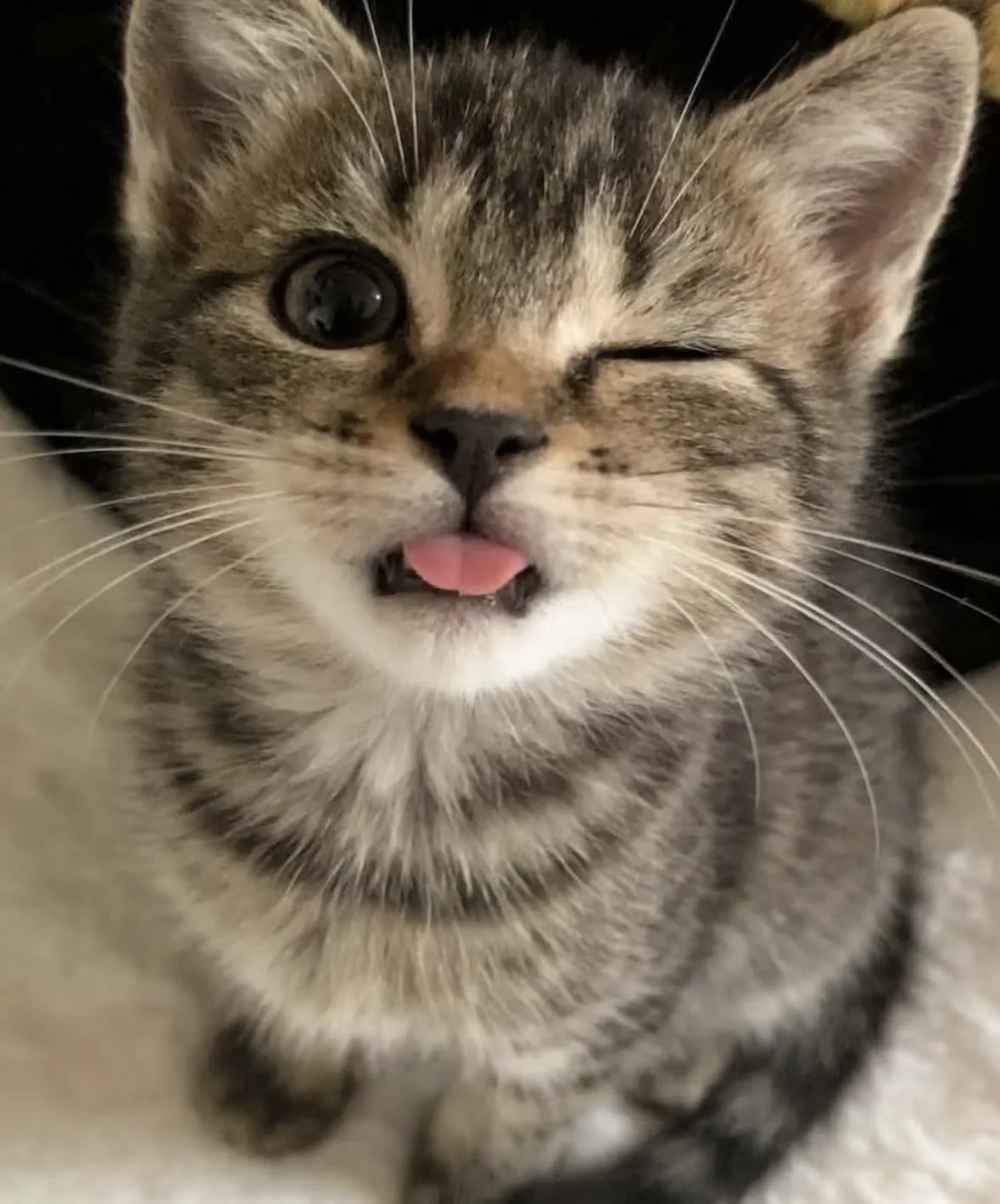 Cute cat