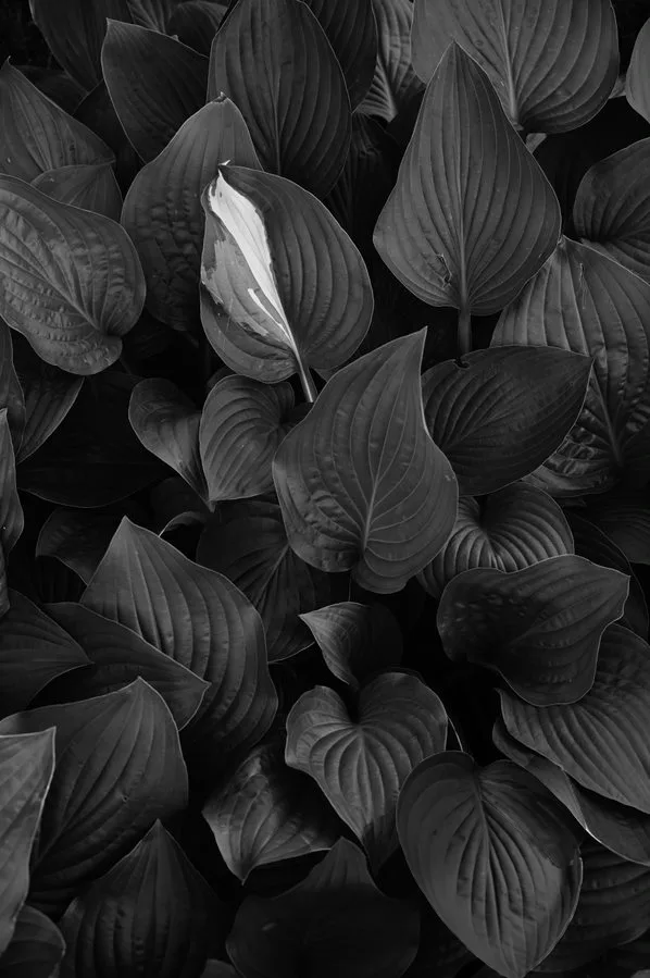 A spark of white accentuates a hosta garden.