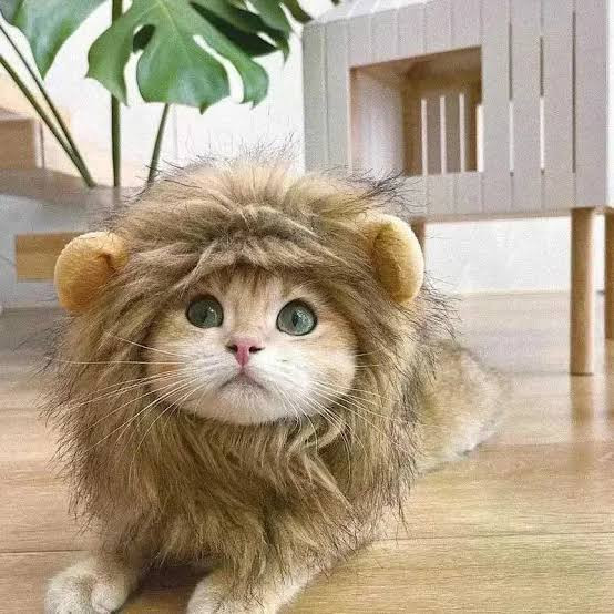 Tiny cat lions