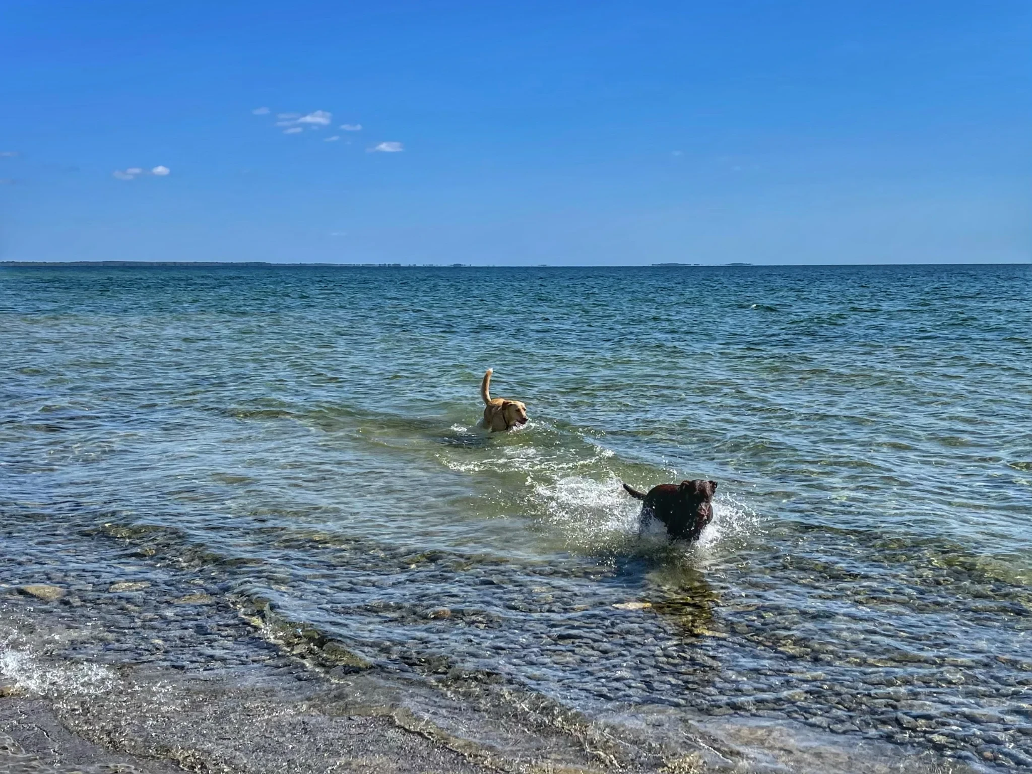 Frankie and Ruby in Lake Ontario, near Presqu'ile Provincial Park, Brighton, Ontario, Canada