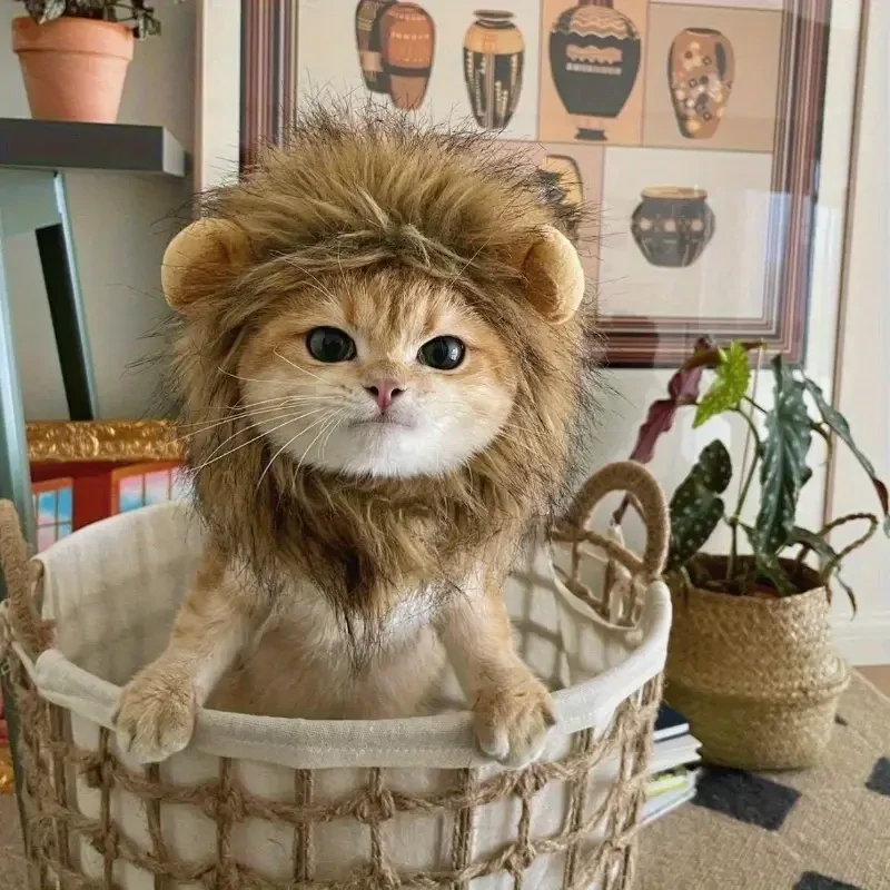 Tiny cat lions