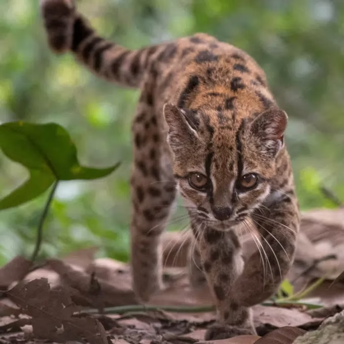 Leopardus tilcayo | Credit: natgeosociety / Instagram