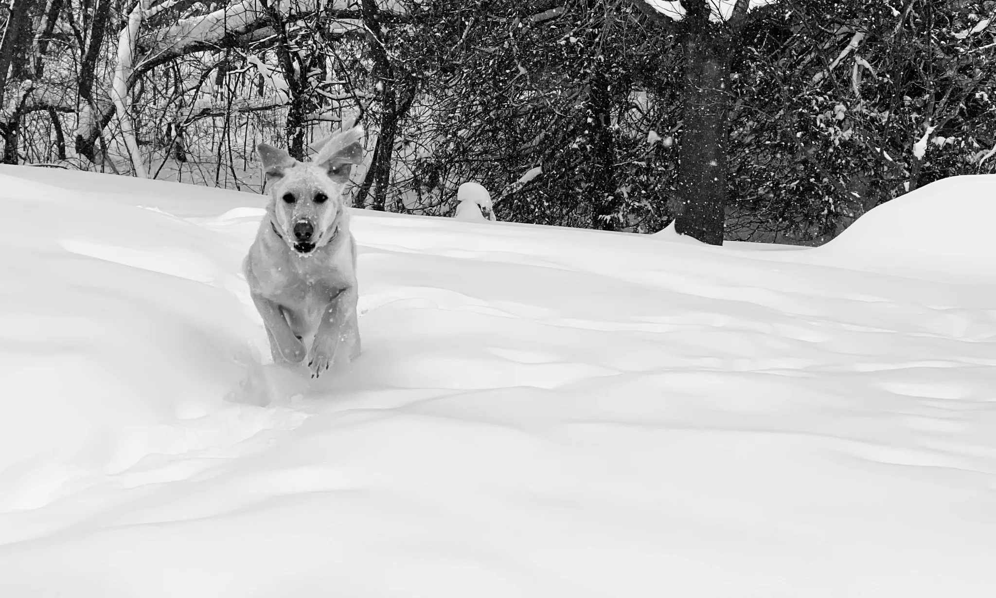 This is my Frankie running through the snow.