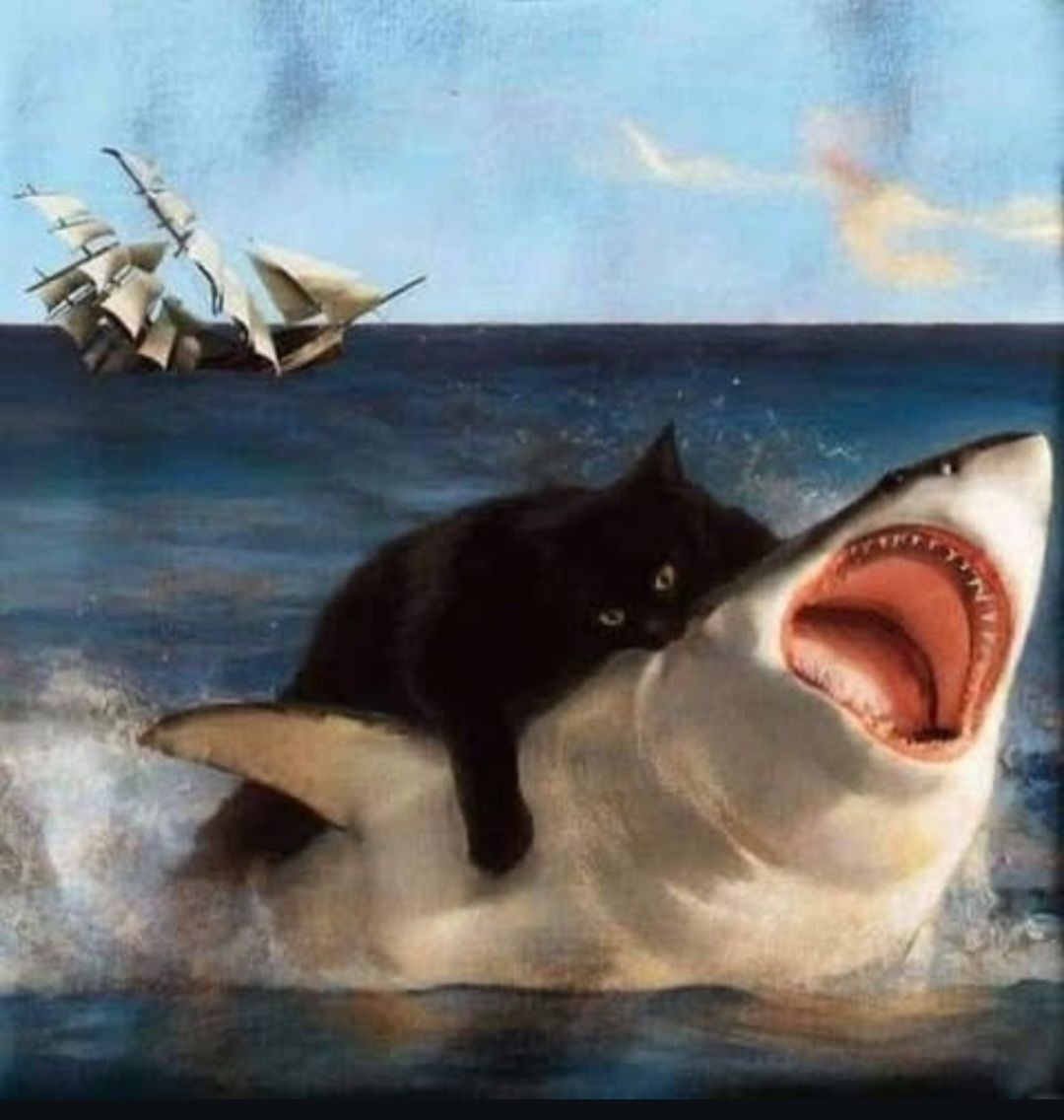 Black cat dominating the seas