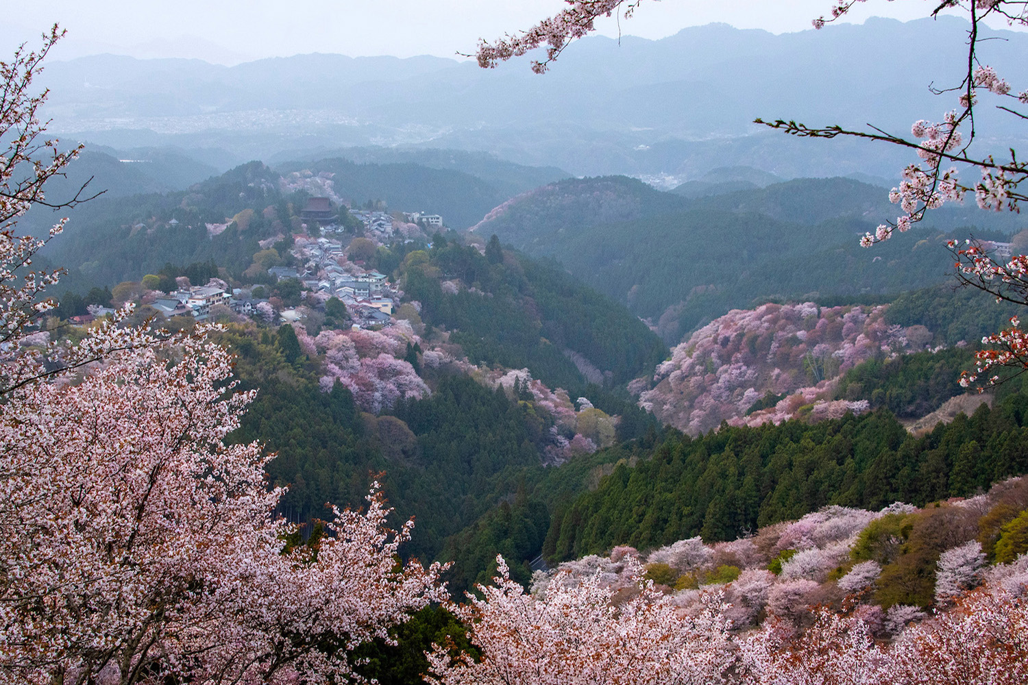 https://japanstartshere.com/cherry-blossom-season-japan/