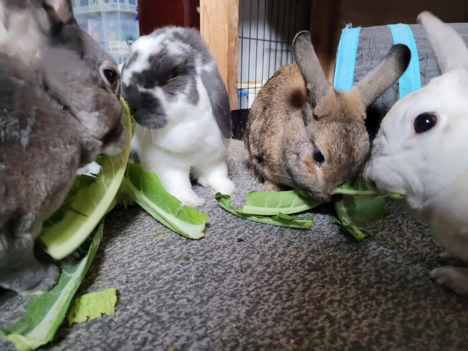 Hello from Betamax, Dana, Aeryn and Laserdisc&nbsp;