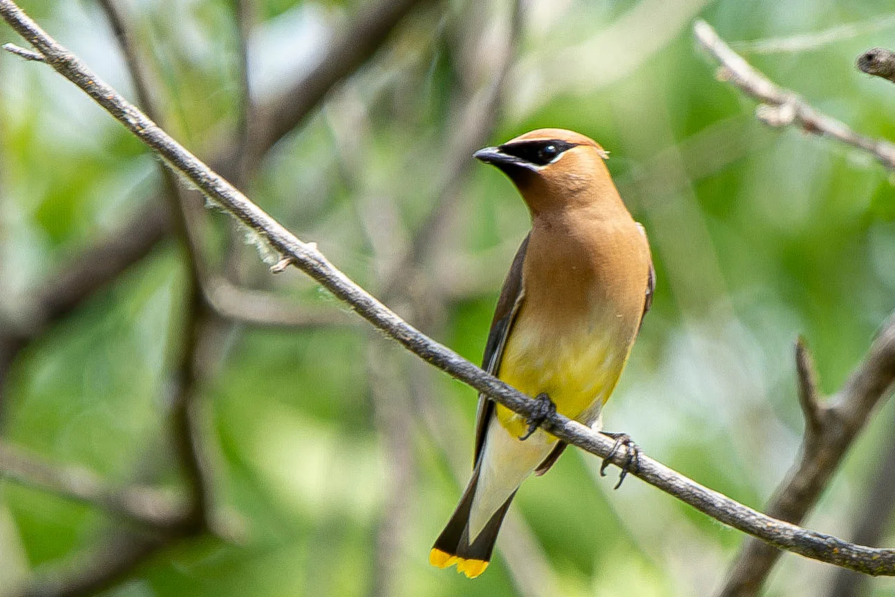 Cedar Waxwing